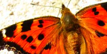 FX №59473 Abdeckung. Orange Schmetterling.