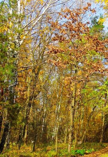 FX №59964 Summer forest colors