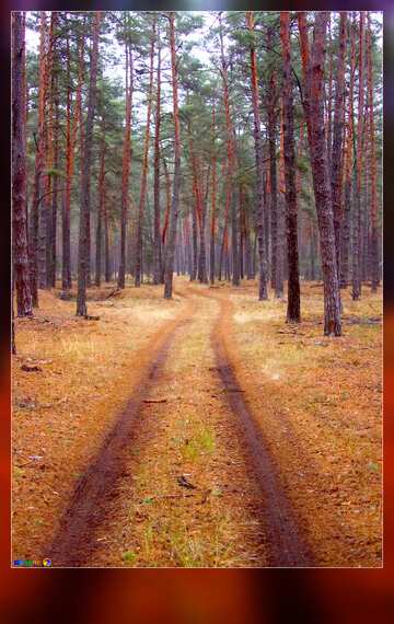 FX №59046 The road in the forest blank card