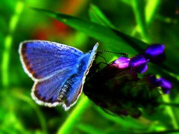 FX №59795 Blue  butterfly on flower