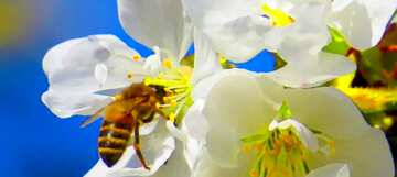 FX №59739 Abdeckung. Biene auf Baum.