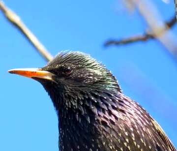 FX №59643 Abdeckung. Starling.