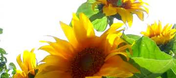 FX №59248 Abdeckung. Blumenstrauß aus Sonnenblumen.