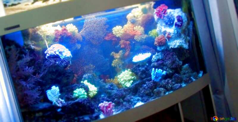 Marine Aquarium blur frame №21432