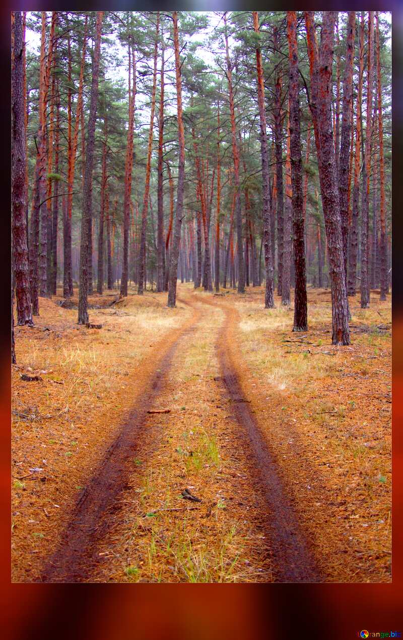 The road in the forest blank card №19086