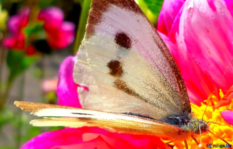 Abdeckung. Schmetterling auf Blume. №23427