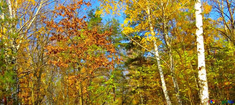 Abdeckung. Indian summer. №24891