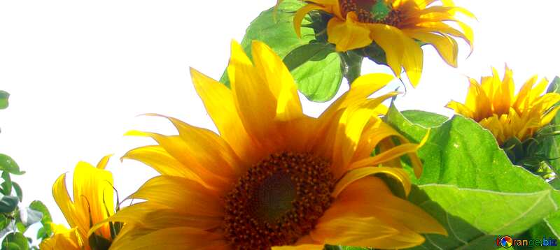Abdeckung. Blumenstrauß aus Sonnenblumen. №2026