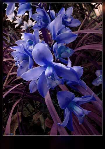 FX №6706 Blaue Farbe. Gelbe Orchidee.