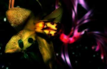 FX №6708 Golden Orchid dark blurred
