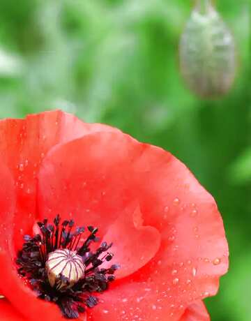 FX №6209 Bild mit Platz für Text. Mohn.