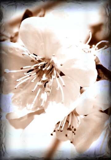 FX №6320 Spring flowering dark frame sepia toned