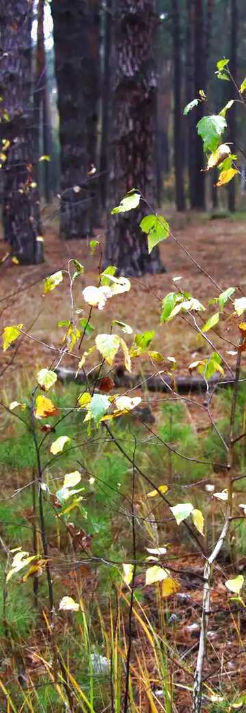 FX №6168  Young birch in forest