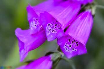 FX №6503 Purple flower blur frame