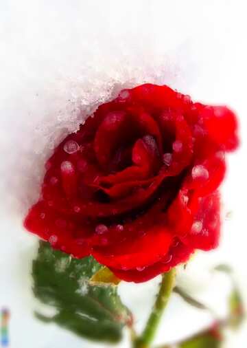 FX №6239 Frozen rose with drops blur frame