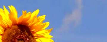 FX №6281 Abdeckung.  Sonnenblumen auf dem Hintergrund des blauen Himmels .