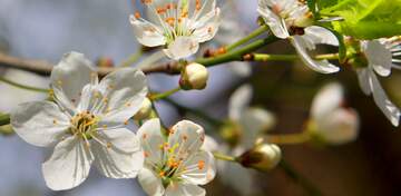 FX №6575 Flowers cherry tree cover