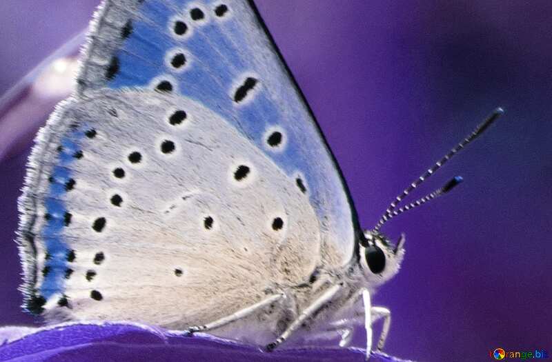 Blaue Farbe. Schmetterling auf Blatt. Hintergrund auf dem Desktop.. №22292