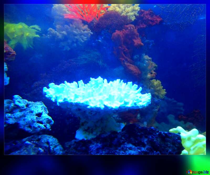 Blaue Farbe. Aquarium mit Meerwasser. №21428