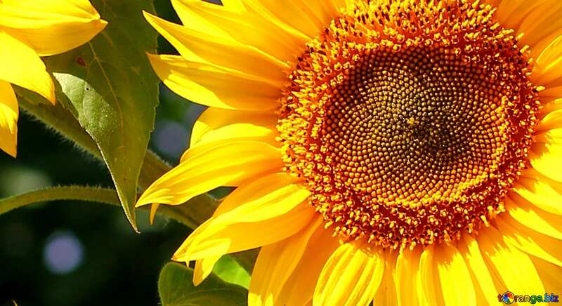 Abdeckung. Schöne Sonnenblumen. №32702