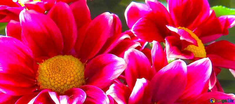 Abdeckung. Schönen Hintergrund mit Blumen. №26603