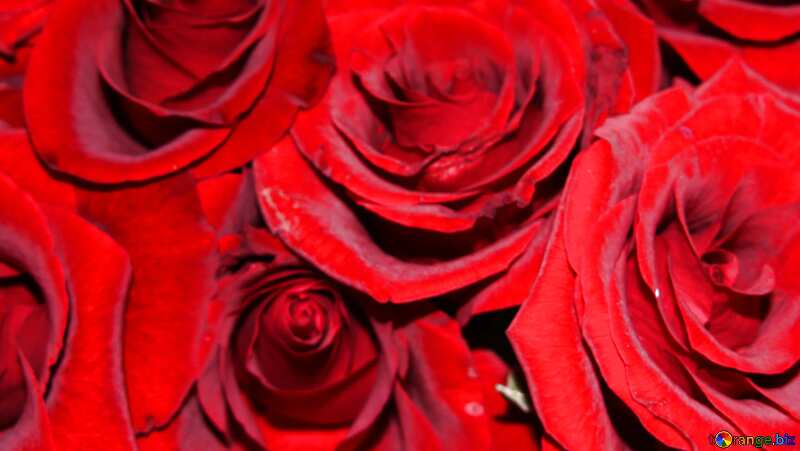 Bild für Profilbild. Rot Rosen Blumenstrauß. №1421