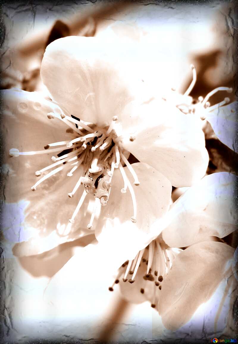 Spring flowering dark frame sepia toned №24051
