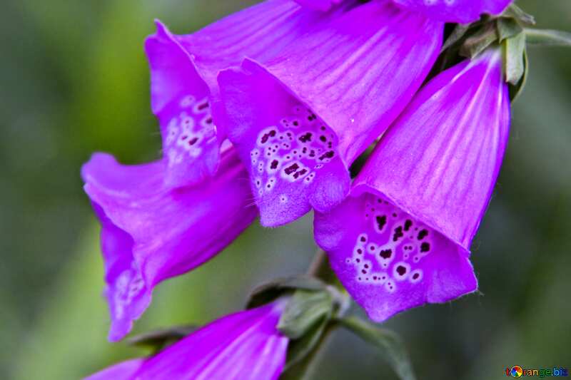 Purple flower blur frame №3256
