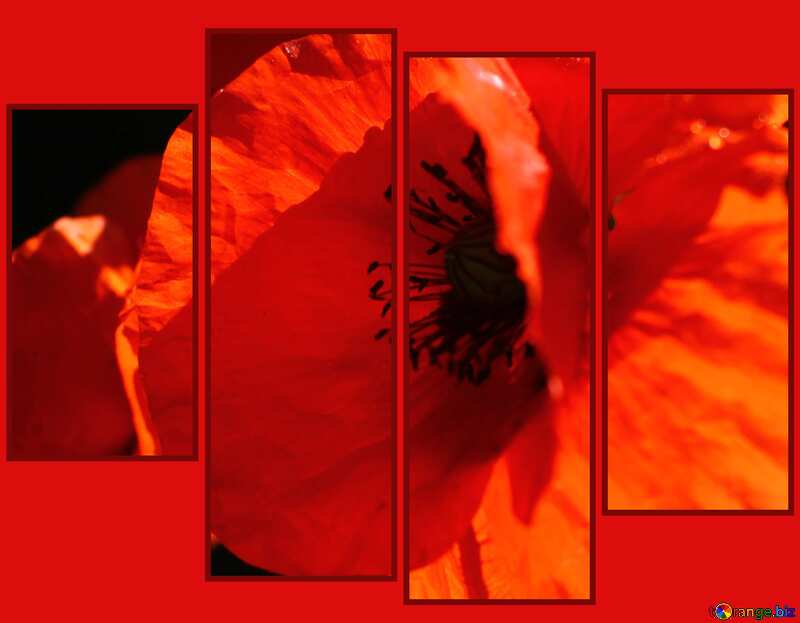 poppy flower modular red background №37111