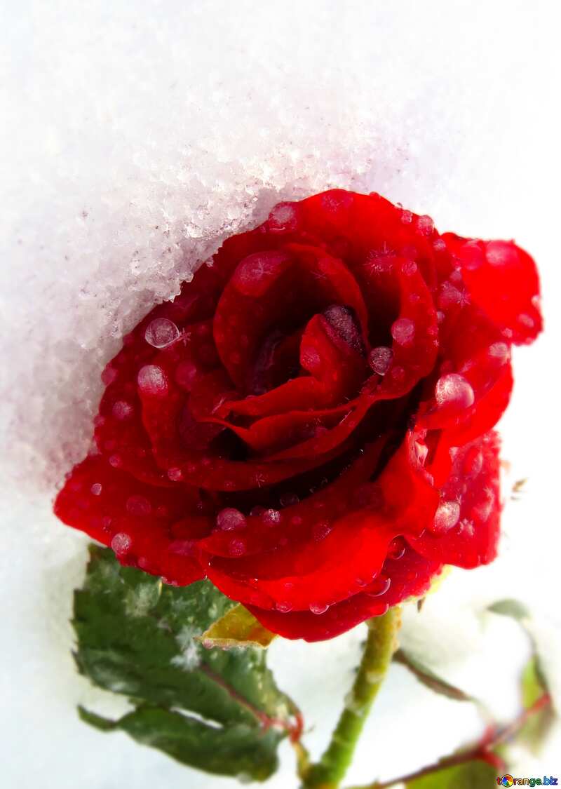 Frozen rose with drops blur frame №17012