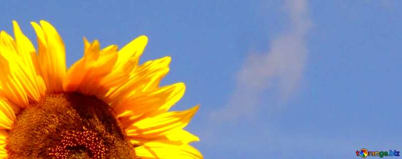 Abdeckung.  Sonnenblumen auf dem Hintergrund des blauen Himmels . №2489