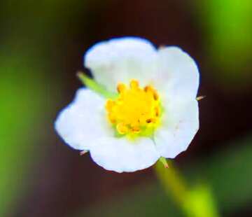 FX №60146 Blured Strawberry flower