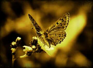 FX №60131  butterfly flying dark effect background