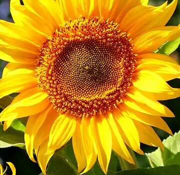 FX №60888 sunflowers