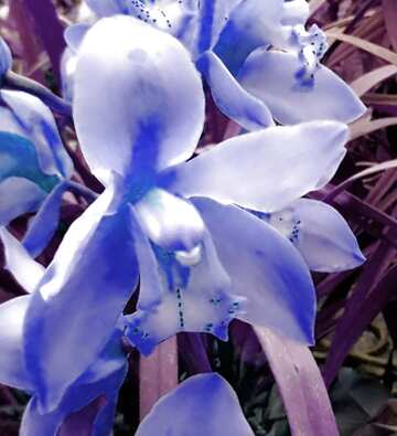 FX №60584 Blaue Farbe. Gelbe Orchidee.