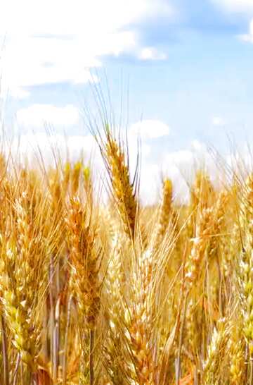 FX №60367  Field wheat background