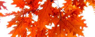 FX №60439 Abdeckung. Herbst Hintergrund.