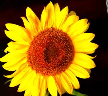 FX №60925 Abdeckung. Sonnenblume Blume auf schwarzem Hintergrund.