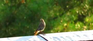 FX №60757 Abdeckung. Ein Vogel auf dem Dach.