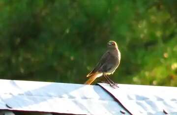 FX №60760 Abdeckung. Ein Vogel auf dem Dach.