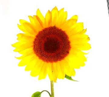 FX №60918 Abdeckung. Sonnenblume Blume auf weißem hintergrund isoliert.