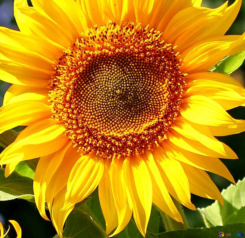 sunflowers №32702