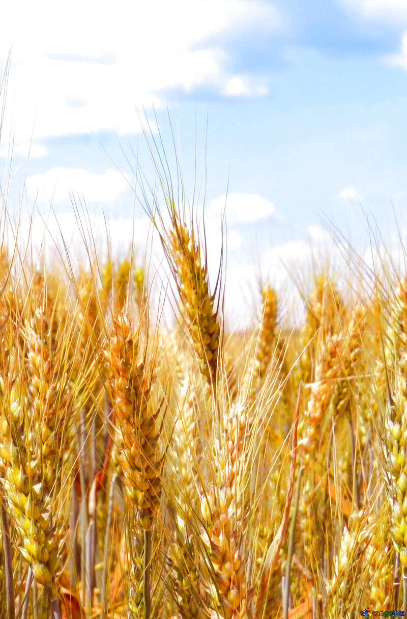  Field wheat background №27271