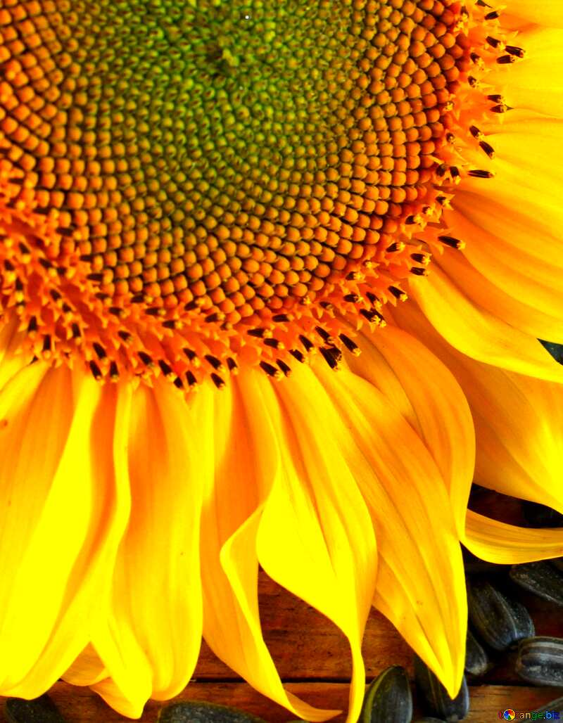yellow sunflower №32750