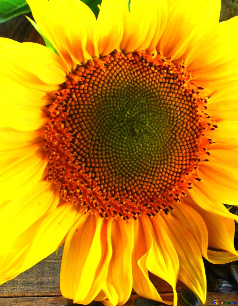 Sunflower vegetable background №32749