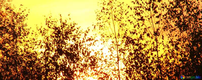 Abdeckung.  Bäume auf dem Hintergrund der Abendhimmel . №2696