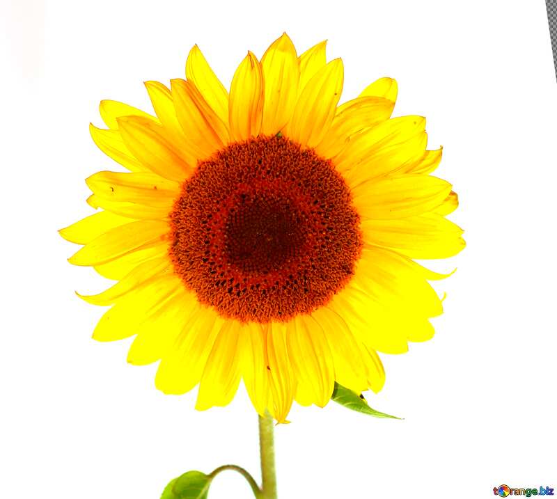Abdeckung. Sonnenblume Blume auf weißem hintergrund isoliert. №32794