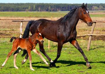 FX №61150 young horse running with mother