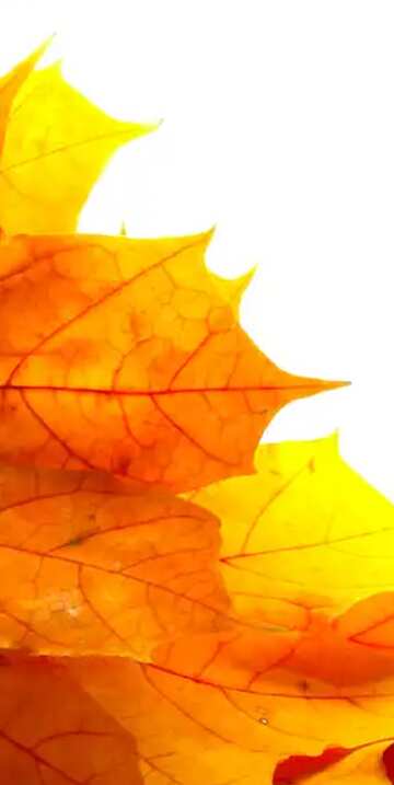 FX №61491 Bild für Profilbild. Herbst gelbes Laub isoliert.