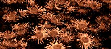 FX №61794 Abdeckung. Hintergrund der Chrysanthemen.